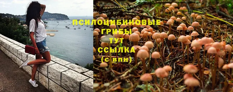 Галлюциногенные грибы Psilocybine cubensis  сколько стоит  Владимир 