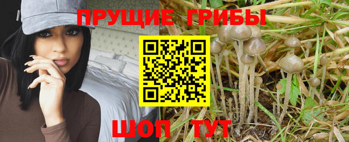 Псилоцибиновые грибы прущие грибы Владимир