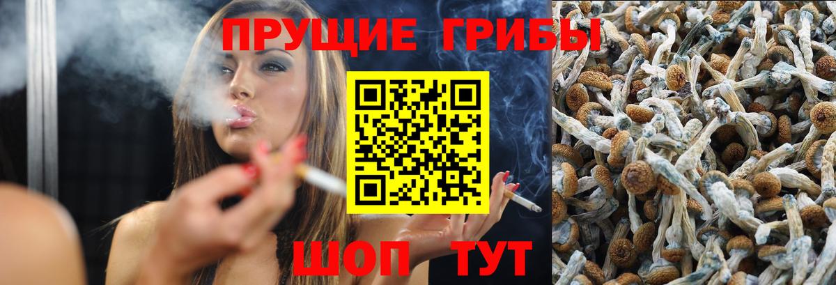 Галлюциногенные грибы Psilocybe Владимир